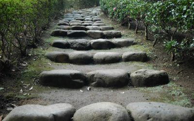The Journey of One